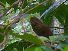 Thrush-like 